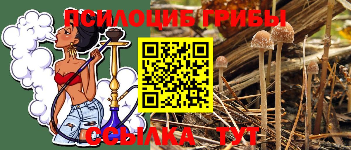 Псилоцибиновые грибы Psilocybe  Вход с VPN  Сыктывкар 